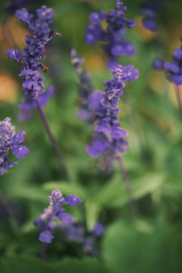 Close-up of soothing lavender flowers gently resting on a soft beige fabric.