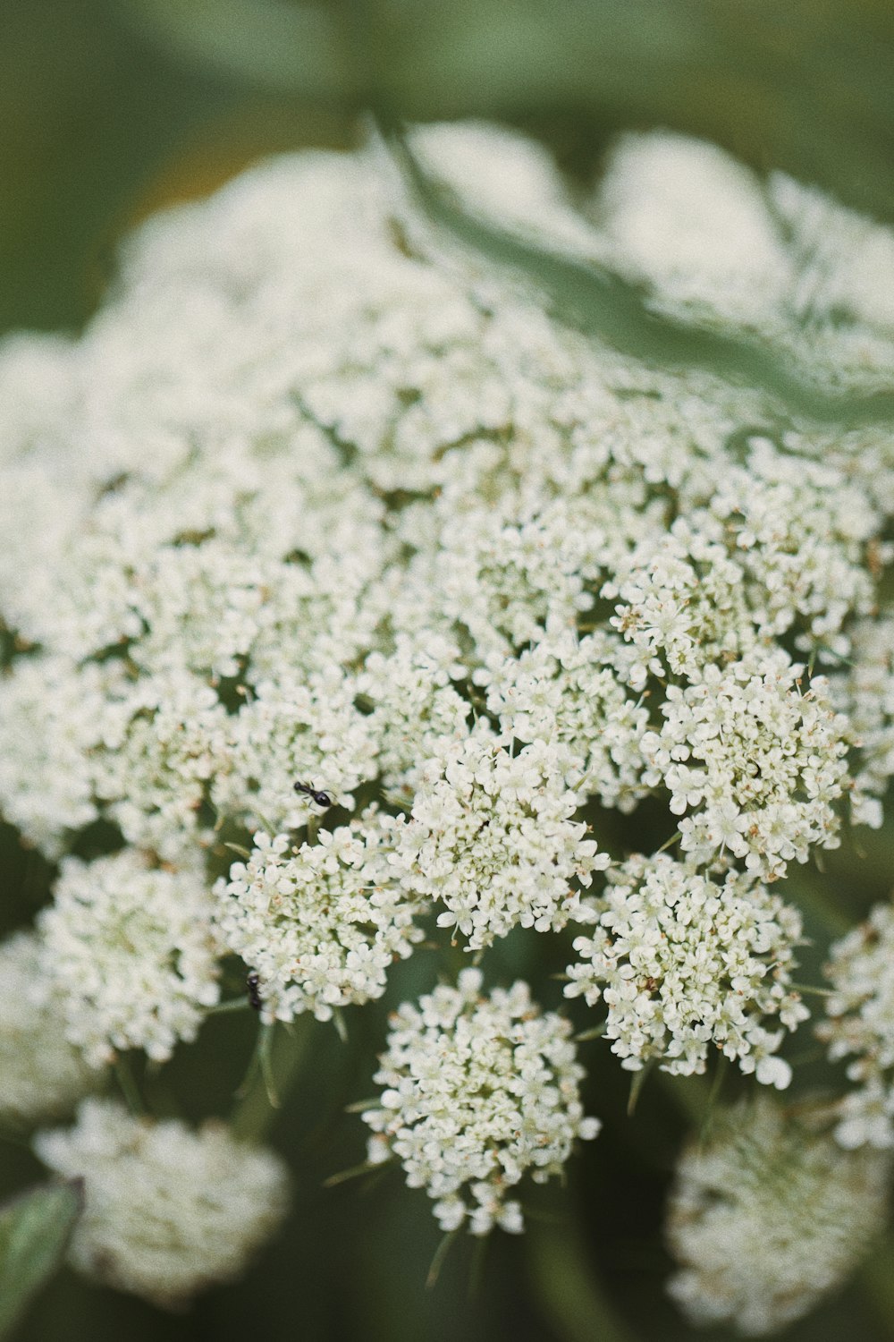 a bunch of white flowers with green leaves