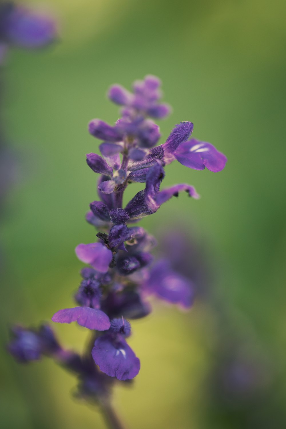 a close up of a purple flower with blurry background