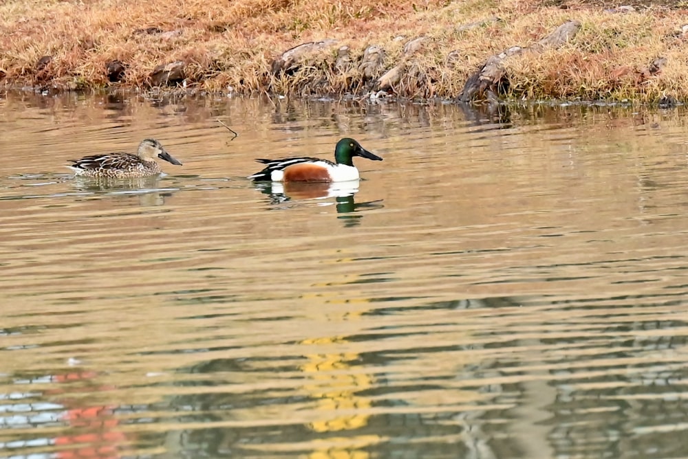 a couple of ducks floating on top of a lake