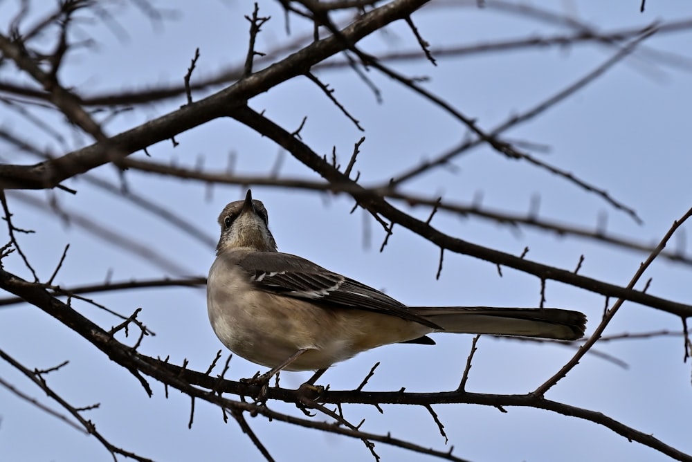 a bird sitting on a branch of a tree