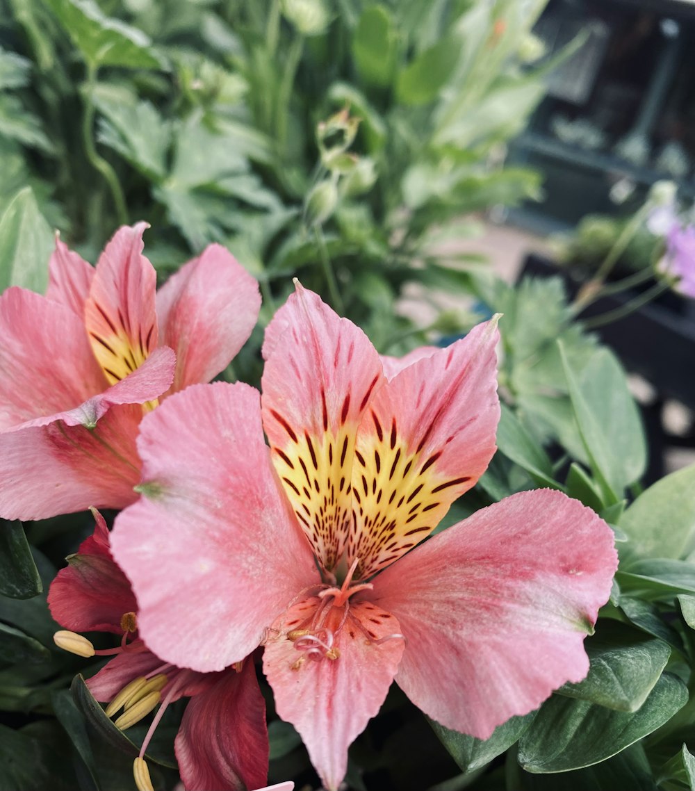 a close up of a pink flower with green leaves