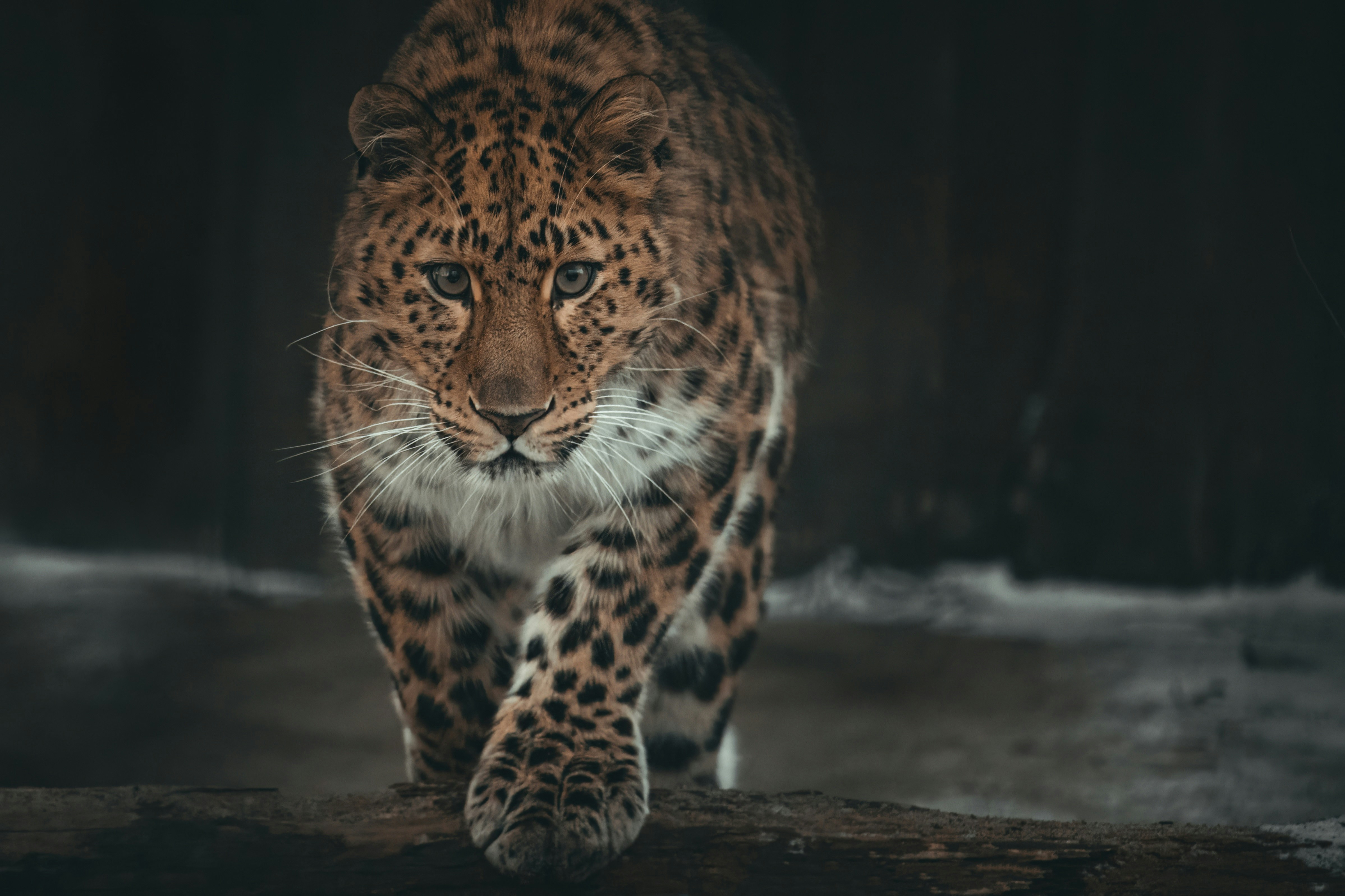 The Solitude of the Hunt (image credits: unsplash)
