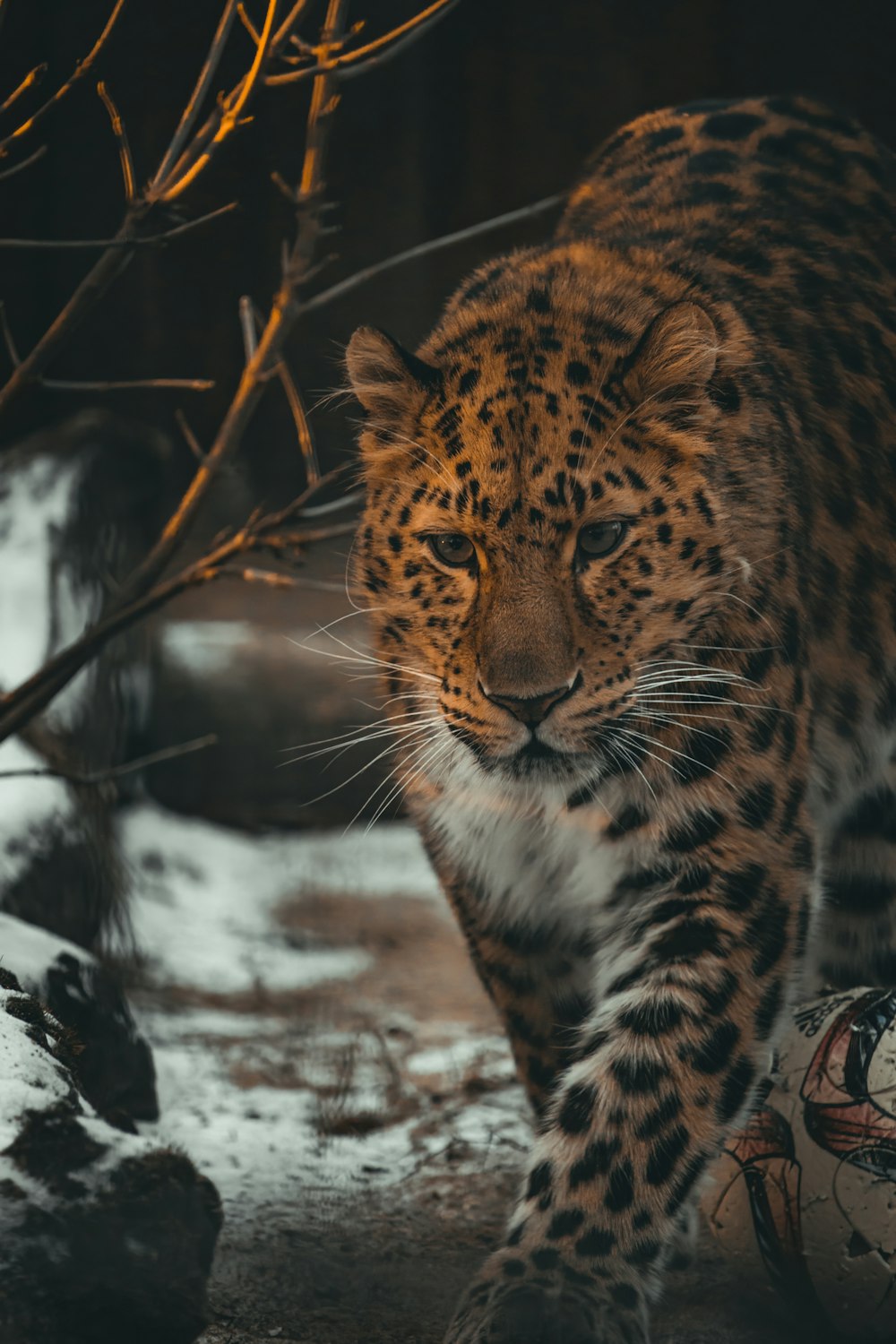 a large leopard walking across a snow covered ground