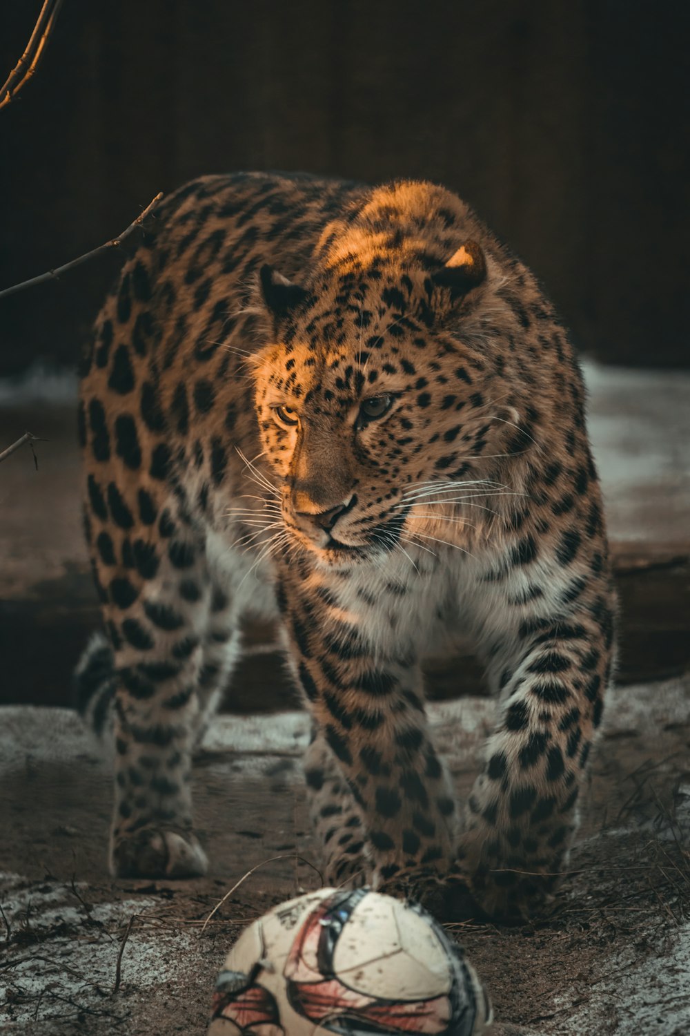 A large leopard walking next to a soccer ball photo – Free Stalking Image  on Unsplash