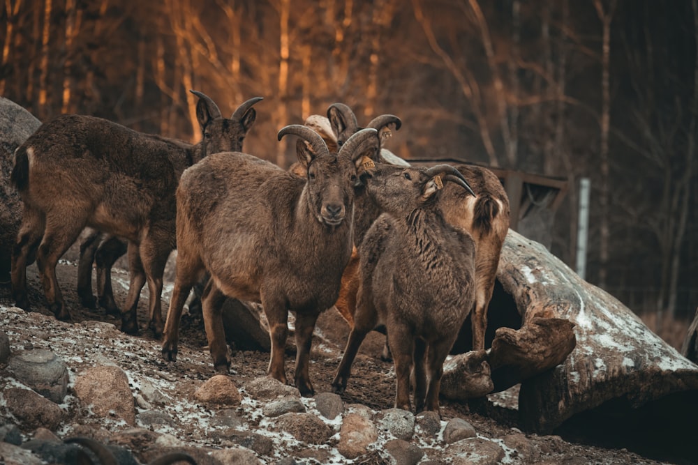 a group of goats standing on top of a rocky hillside