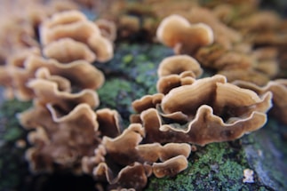 Close-up of fresh oyster mushrooms growing on a natural substrate.