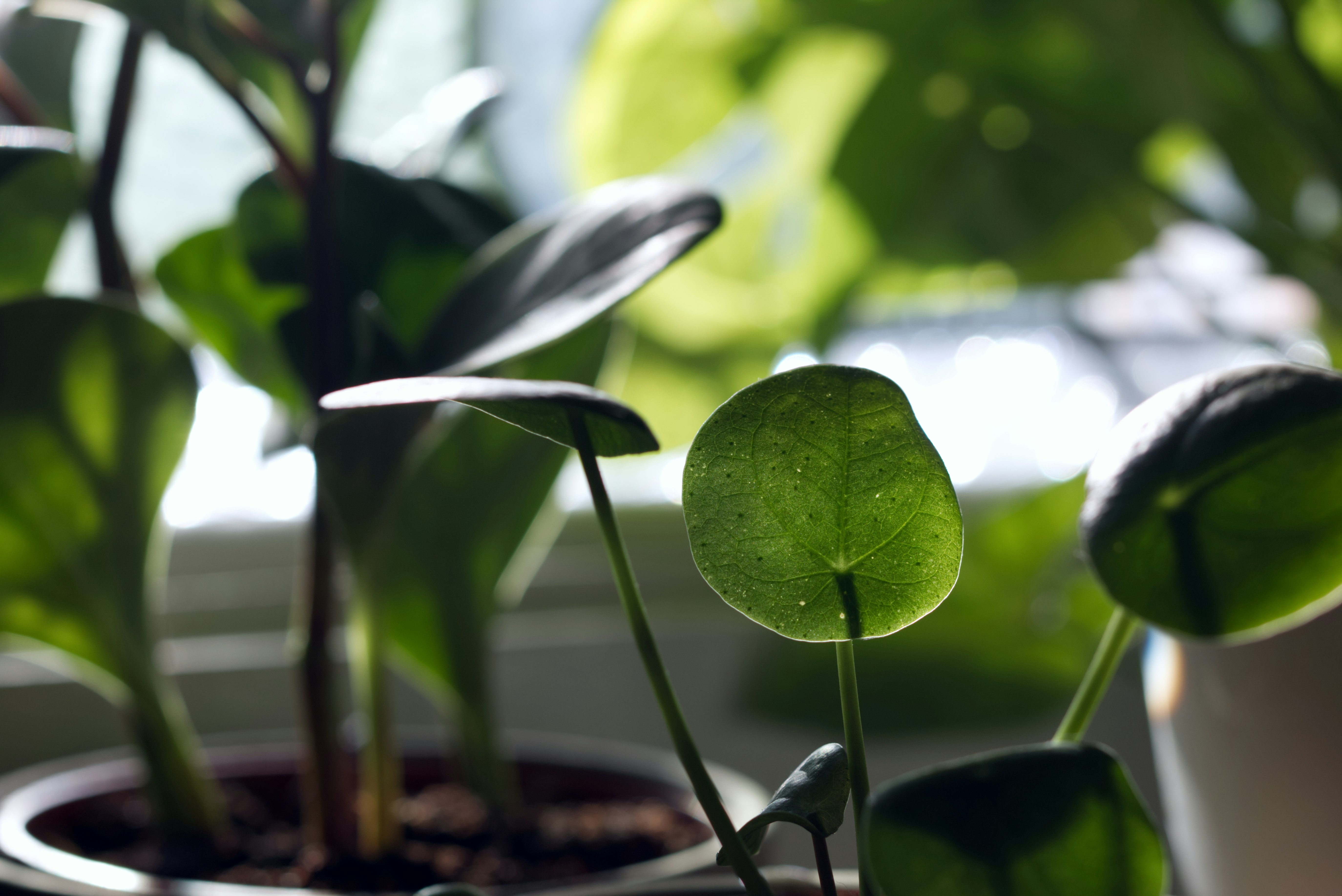 a close up of a green plant in a pot