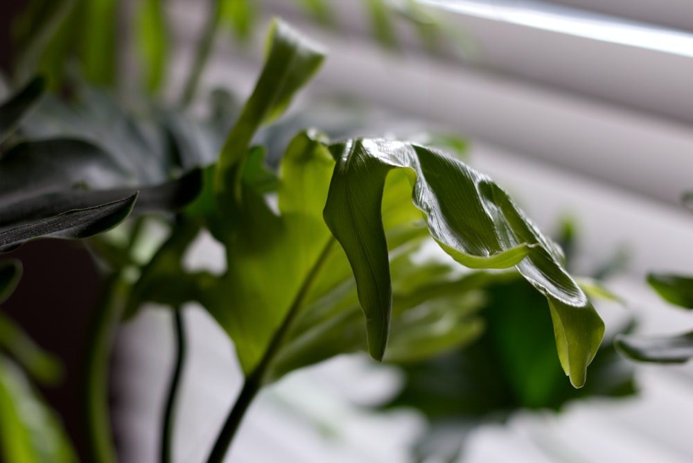 a close up of a green plant near a window