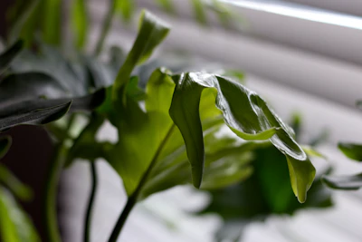 Curling Leaves on Plant India Causes Fixes