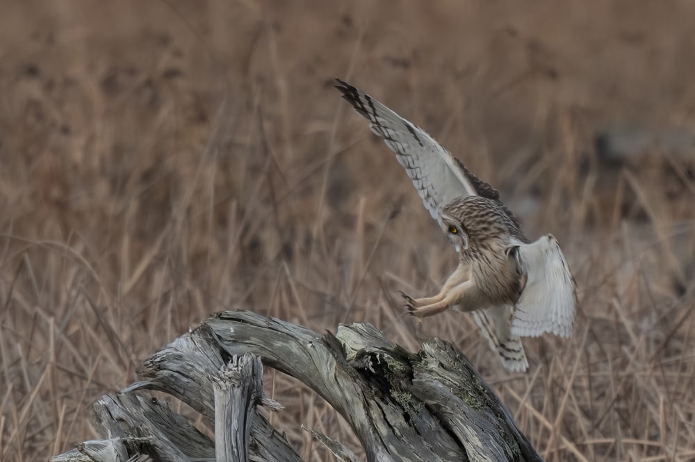 a bird that is flying over a dead tree