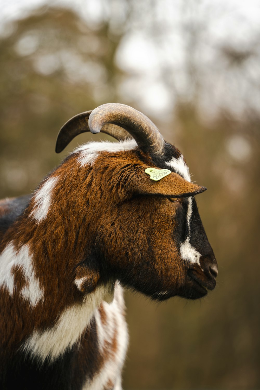 a brown and white goat with long horns