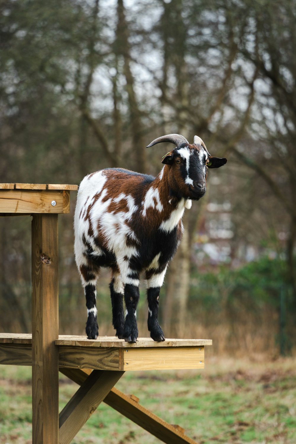 a brown and white goat standing on a wooden platform