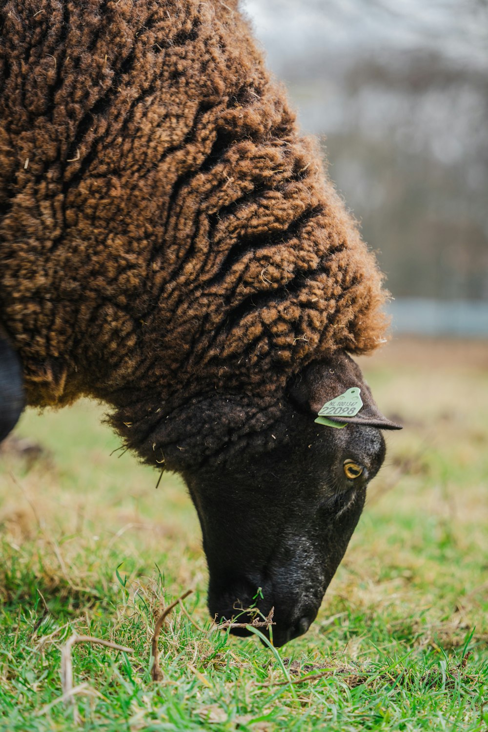 a sheep grazing on grass in a field