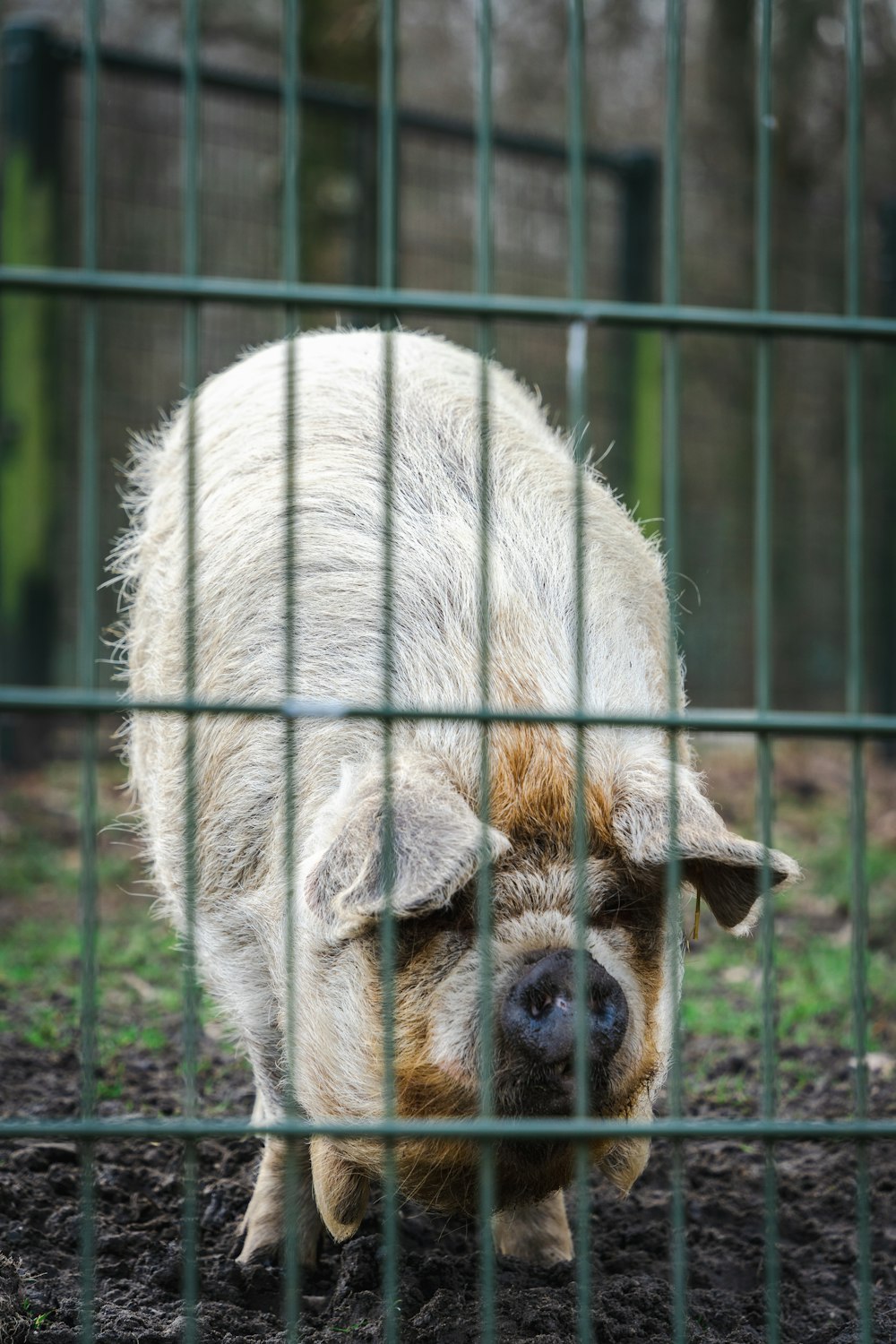 a small pig in a cage looking at the ground