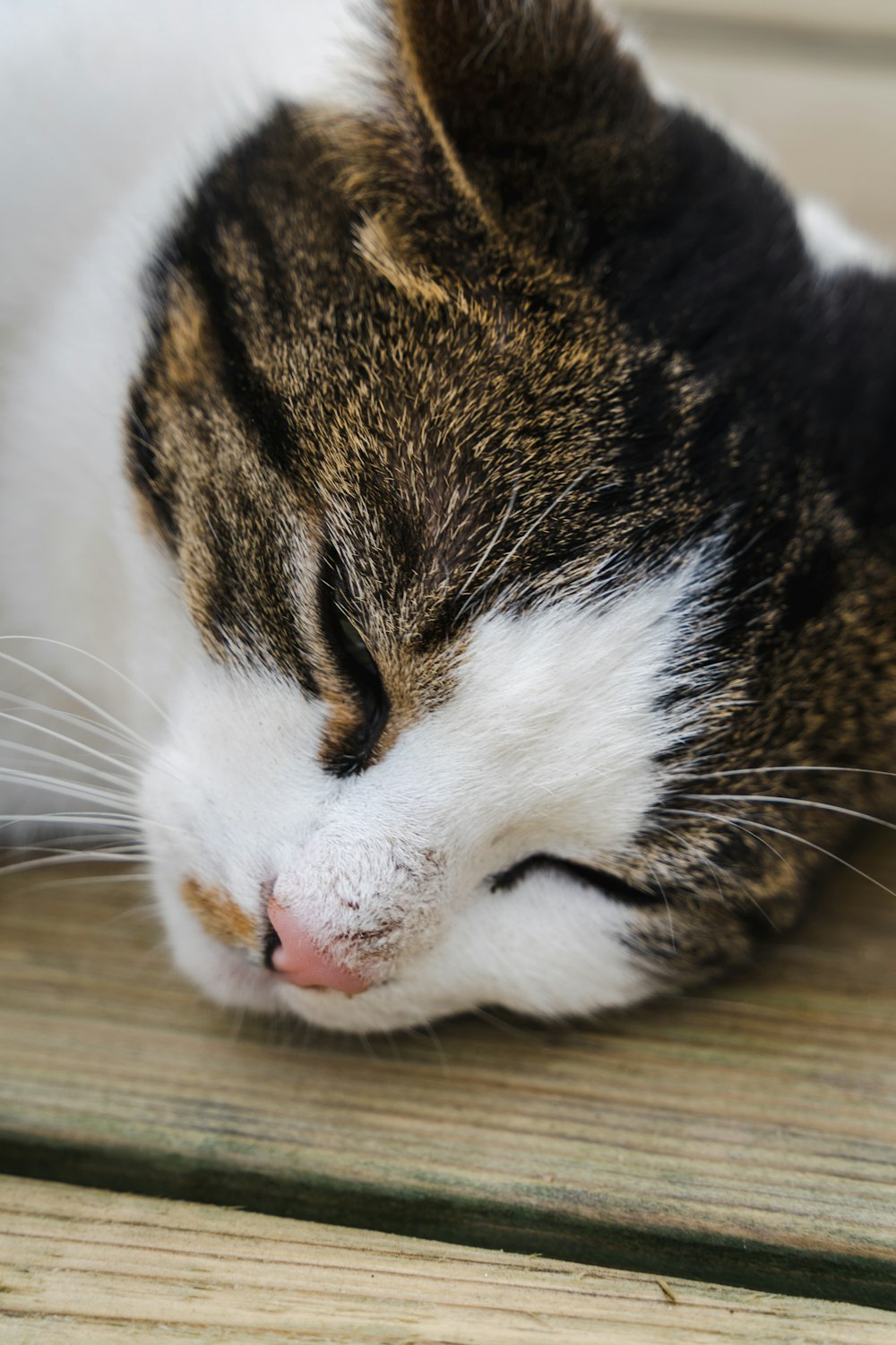 a close up of a cat laying on a wooden surface