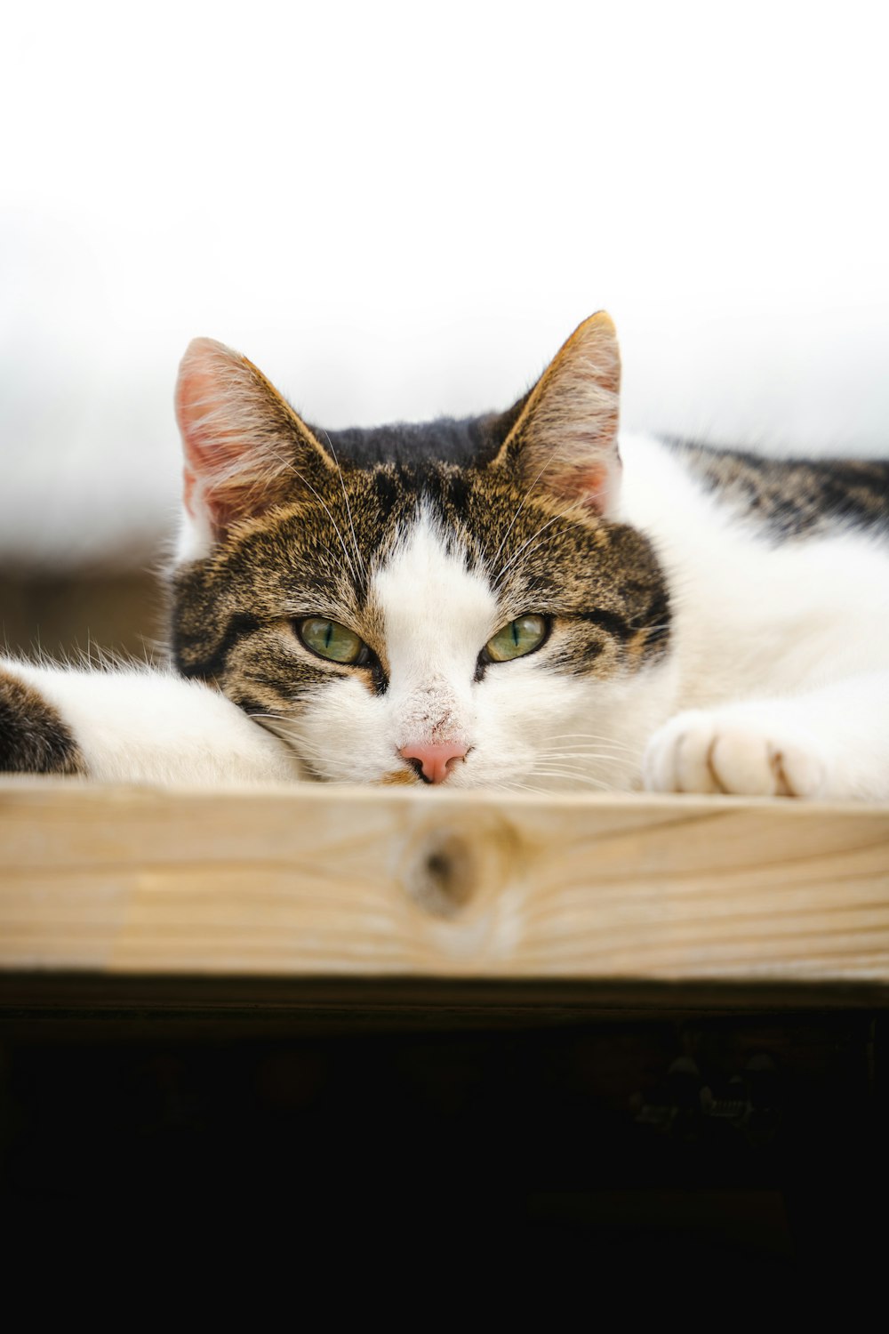 a cat laying on top of a wooden table