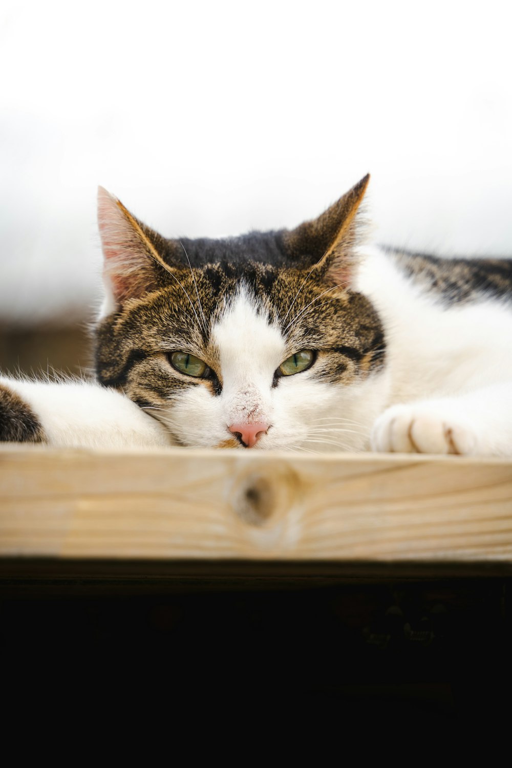 a cat laying on top of a wooden table