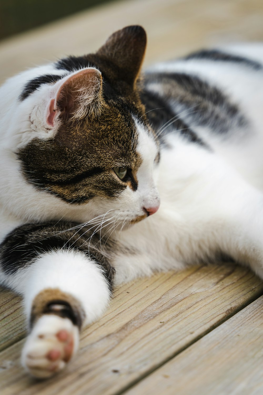 a cat laying down on a wooden deck