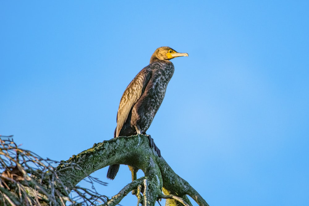 a bird sitting on top of a tree branch