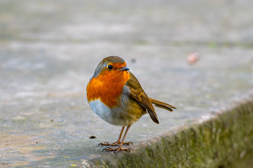 a small orange and blue bird standing on a ledge