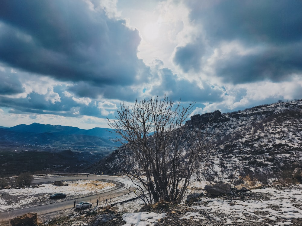 a lone tree on the side of a road