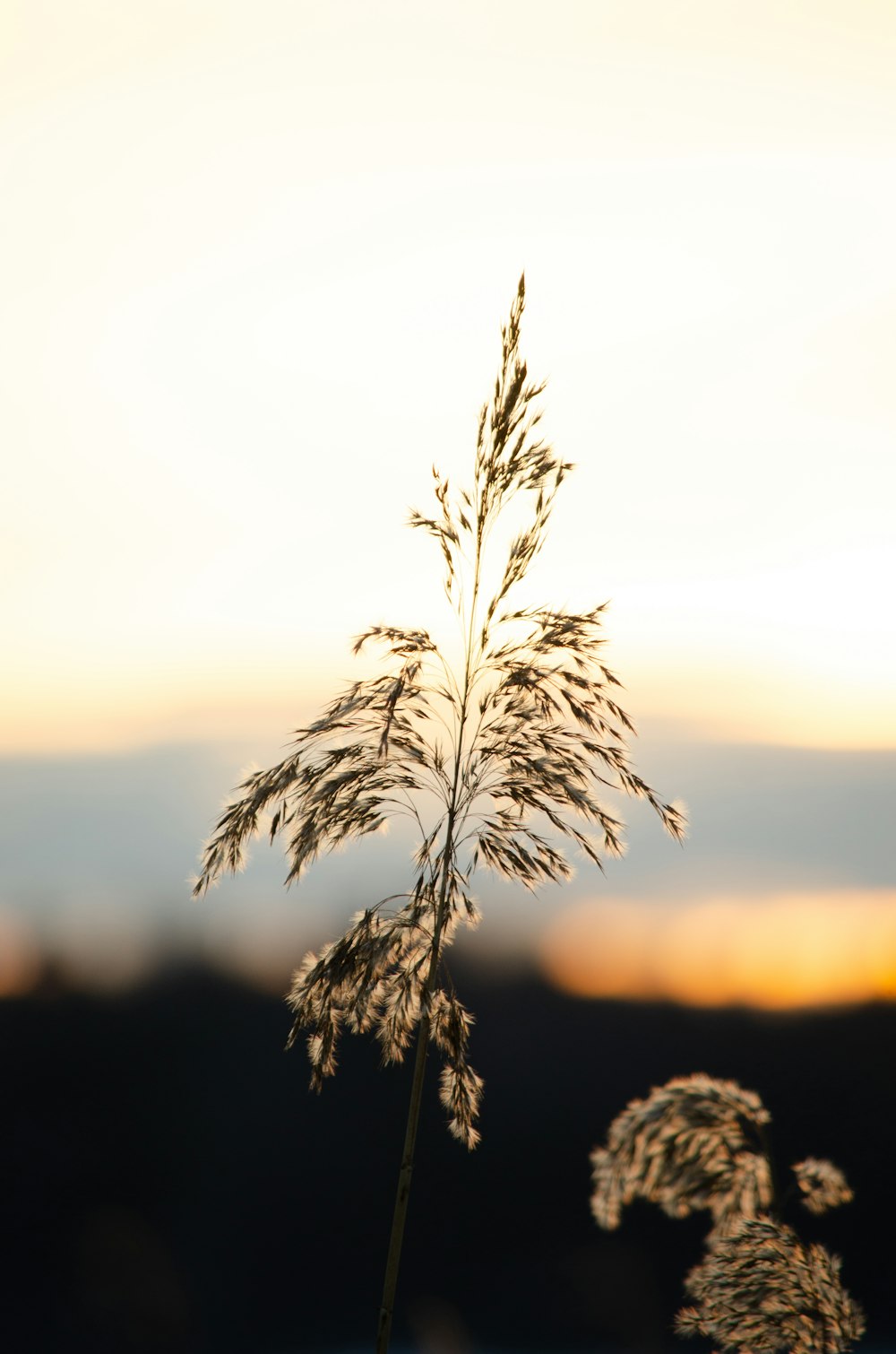 a close up of a plant with a sky in the background