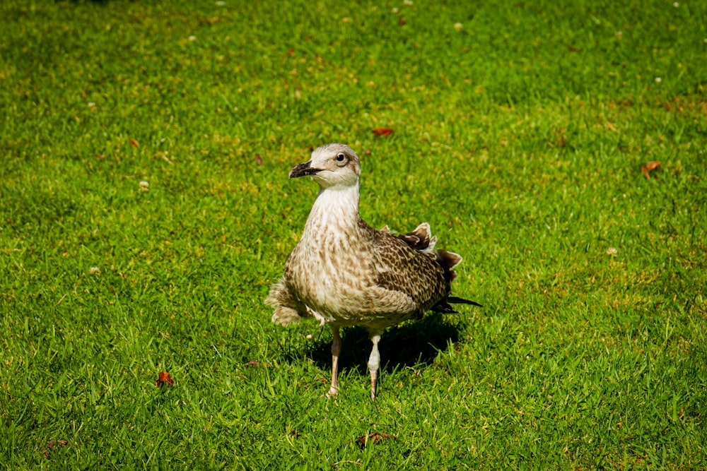 a bird standing on a lush green field