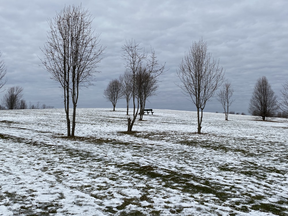 ein schneebedecktes Feld mit Bäumen und einer Bank