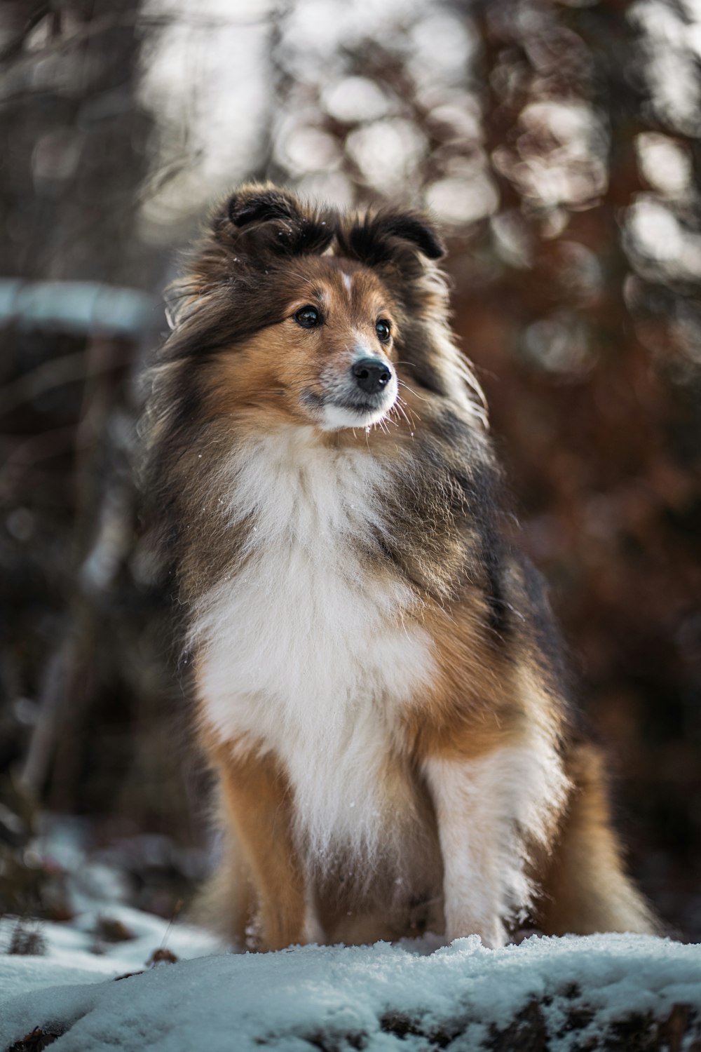 a brown and white dog standing in the snow