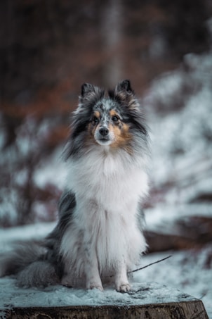 A fluffy Shetland Sheepdog sitting on a snow-covered tree stump in a wintry forest environment. The background is a blur of white snow and dark tree trunks, giving a serene and peaceful atmosphere.