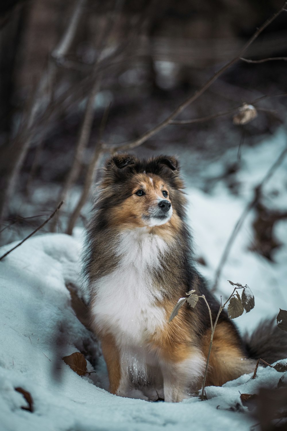 雪の中に座っている茶色と白の犬