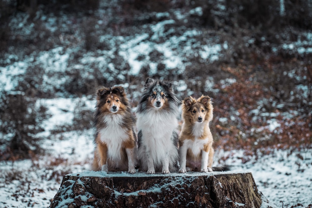 a group of three dogs sitting on top of a tree stump