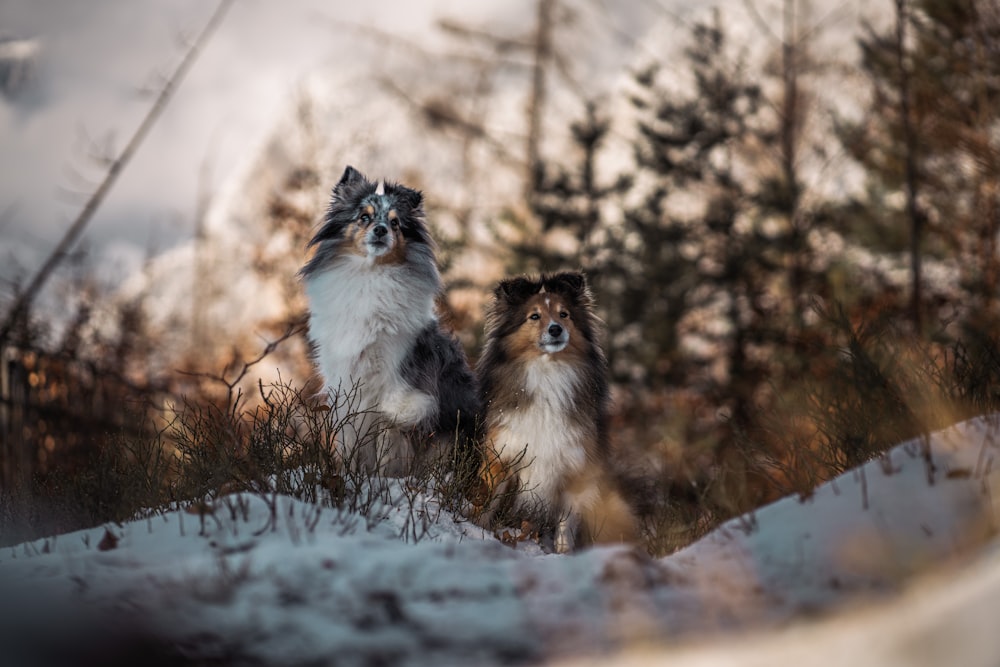 a couple of dogs standing on top of a snow covered field
