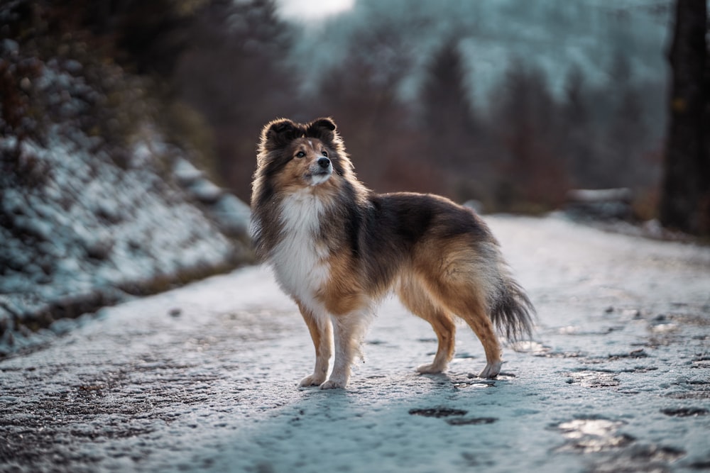 a brown and white dog standing on top of a snow covered road