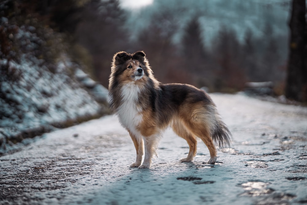 雪道の上に立つ茶色と白の犬