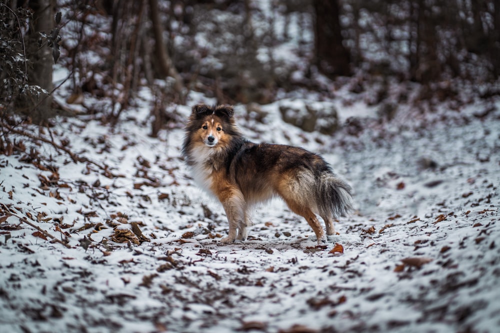 a brown and black dog standing in the snow