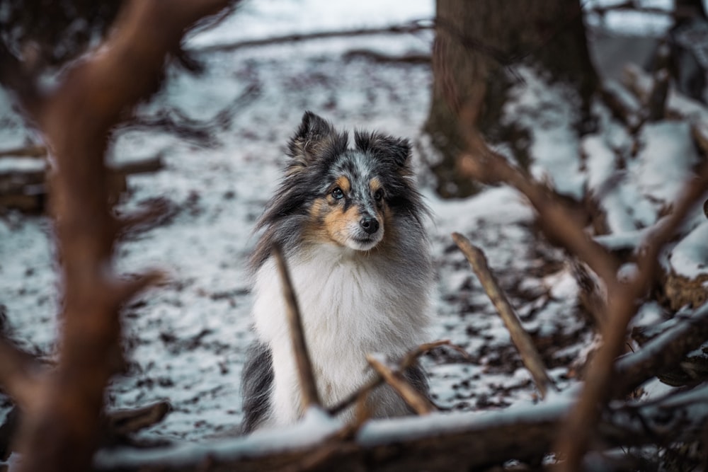 a dog is sitting in the snow by some trees