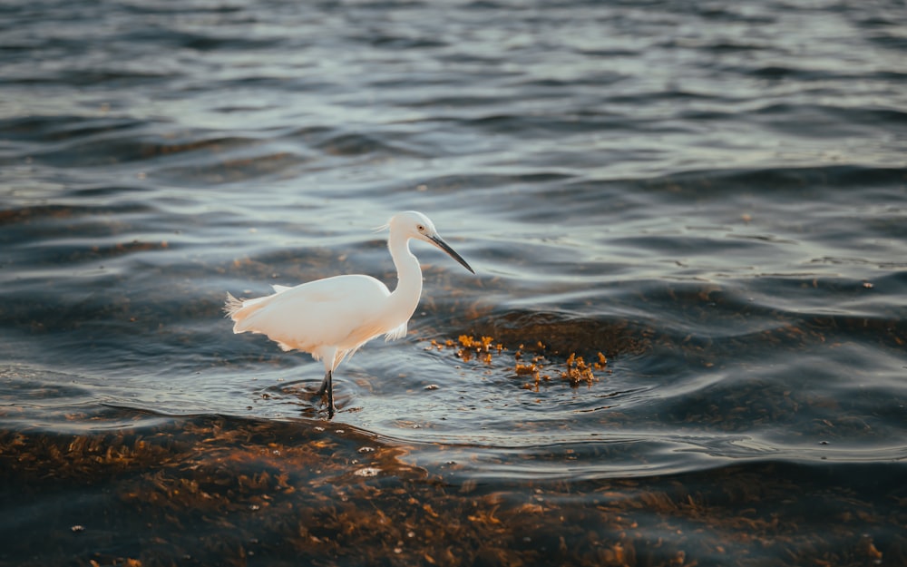a white bird standing in a body of water