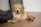 a puppy laying on the floor next to a blanket