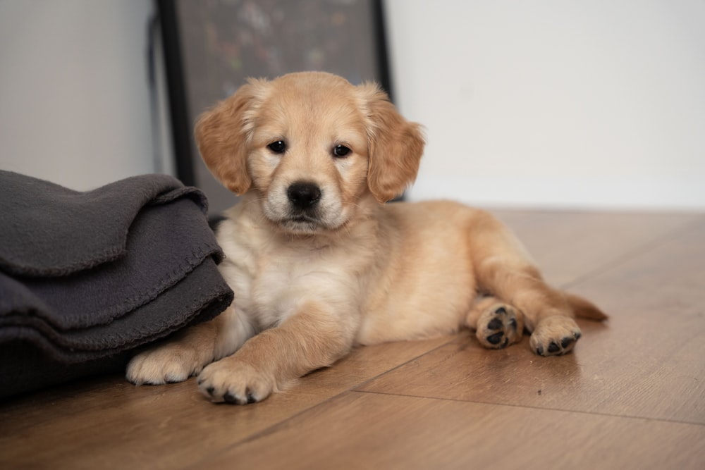 a puppy laying on the floor next to a blanket