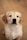 A close-up of a golden retriever puppy with a soft, fluffy coat and expressive dark eyes, sitting on a wooden floor. The puppy has a light cream color with brown ears, and its gaze is directed towards the camera.