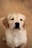 A close-up of a golden retriever puppy with a soft, fluffy coat and expressive dark eyes, sitting on a wooden floor. The puppy has a light cream color with brown ears, and its gaze is directed towards the camera.