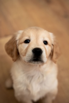 A close-up of a golden retriever puppy with a soft, fluffy coat and expressive dark eyes, sitting on a wooden floor. The puppy has a light cream color with brown ears, and its gaze is directed towards the camera.