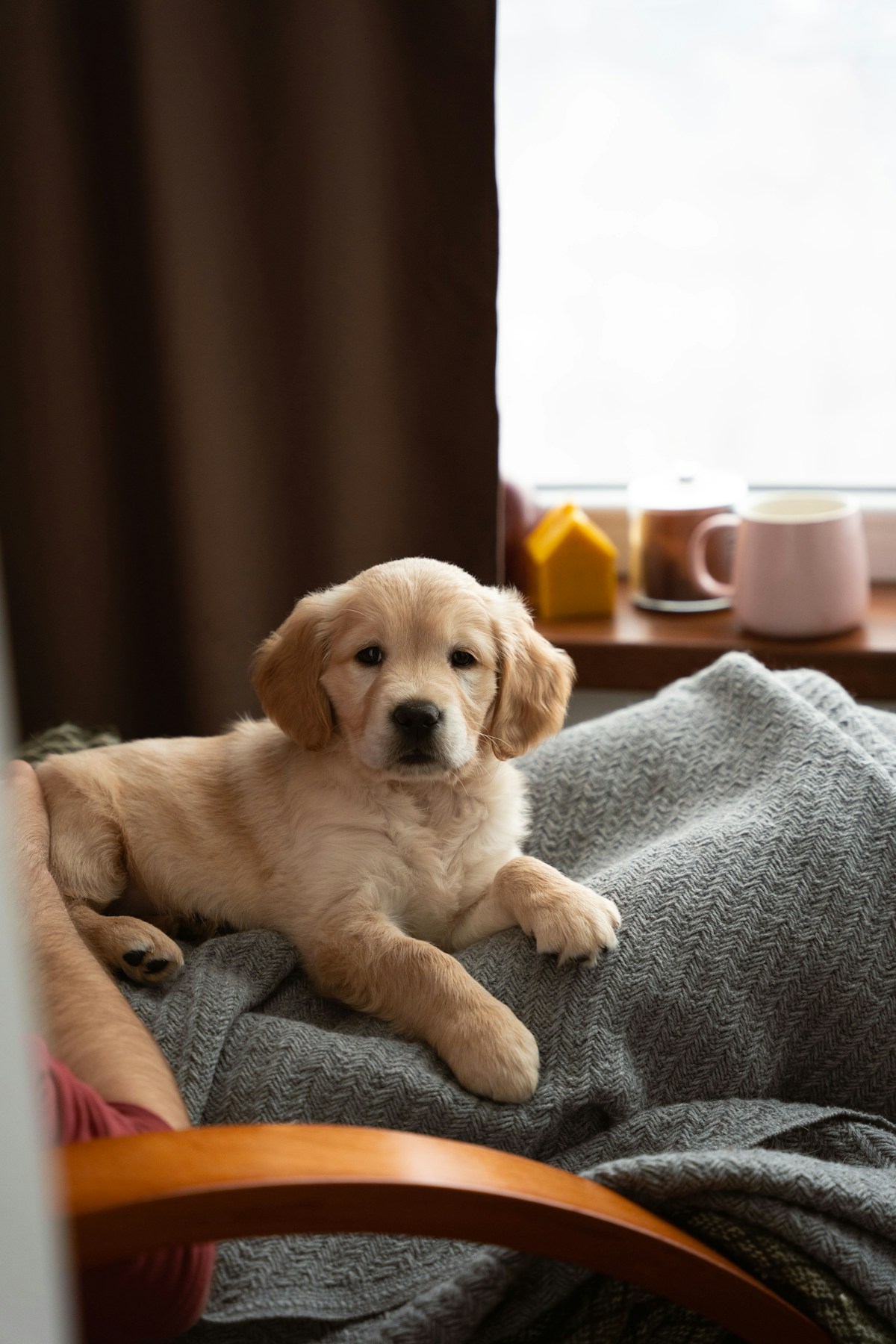 Filhote de Golden Retriever deitado sobre uma manta no sofá, em casa