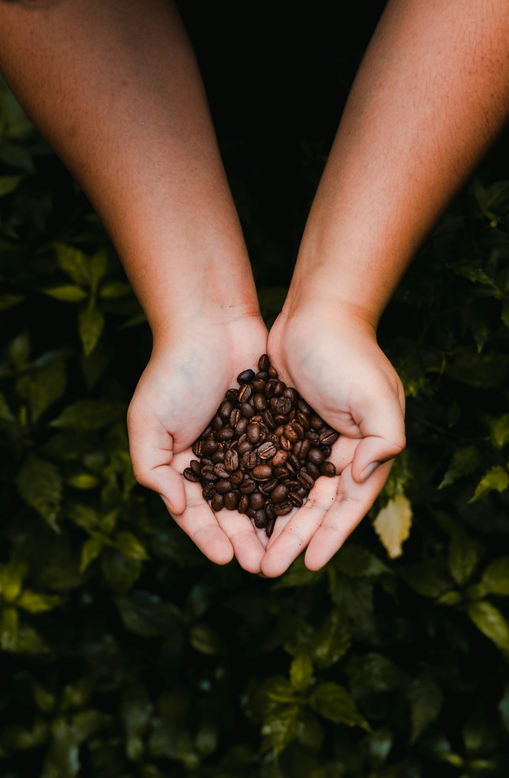 a person holding a handful of coffee beans in their hands