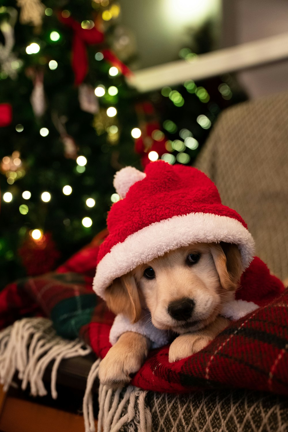 a dog wearing a santa hat sitting on a couch