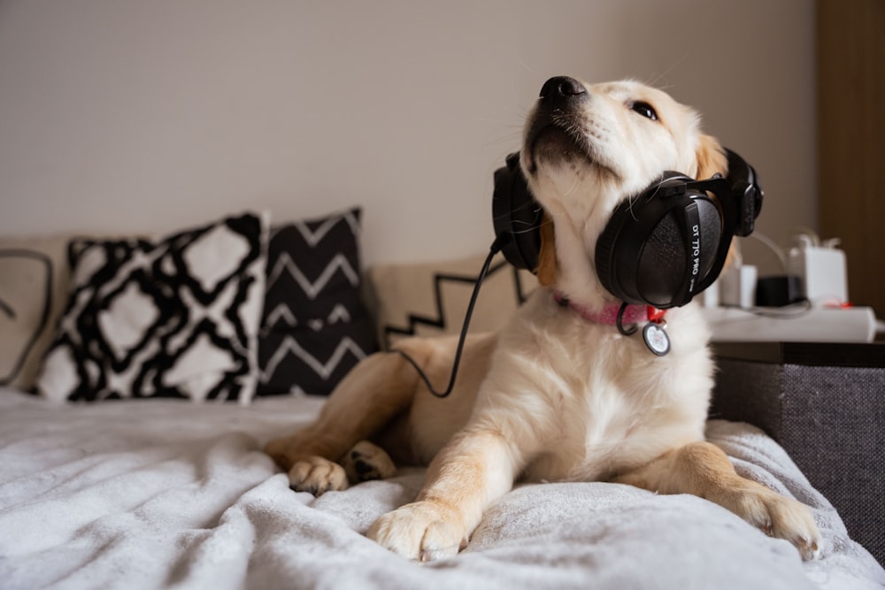 a dog laying on a bed wearing headphones