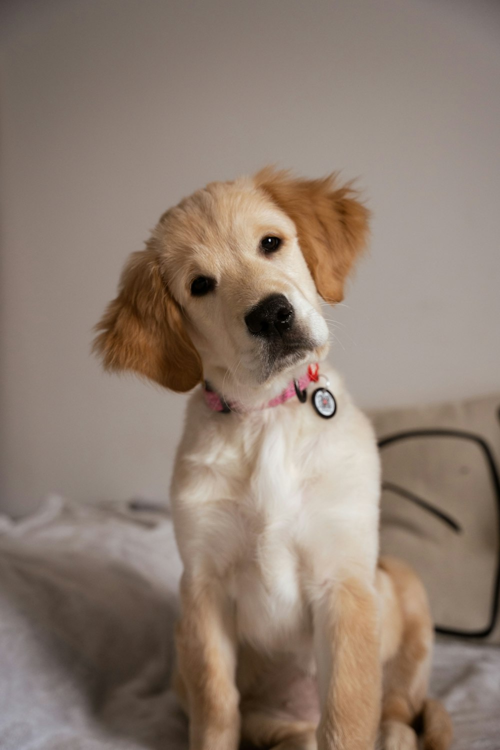 a small brown and white dog sitting on top of a bed