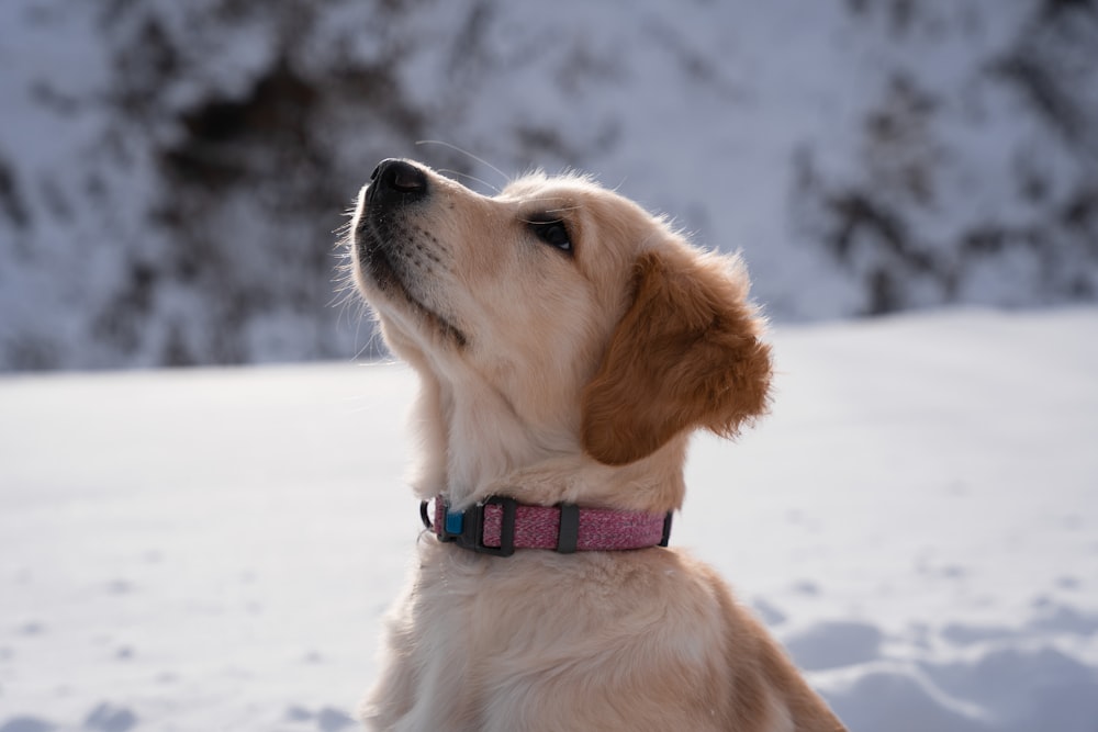 a brown and white dog sitting in the snow